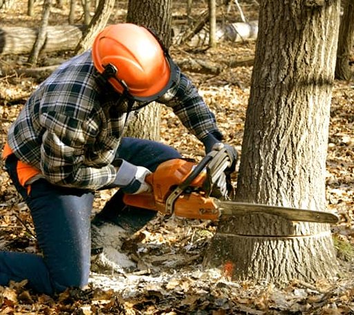 Tree Removal in Cambria, WI